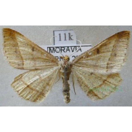 Isturgia arenacearia (Denis & Schiffermüller, 1775) Witalnik piaskowiak Czech11k